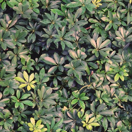 Zielone krzewy - osłona balkonowa, tarasowa