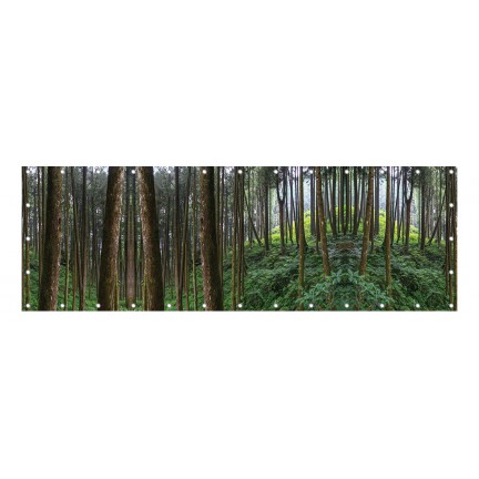 Wysokie drzewa w lesie - osłona balkonowa, tarasowa