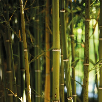 Bambusy - osłona balkonowa, tarasowa
