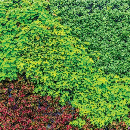 Wielokolorowe liście - osłona balkonowa, tarasowa