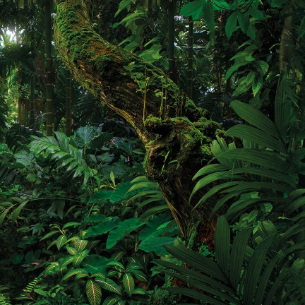 Tropikalna dżungla w Azji - osłona balkonowa, tarasowa