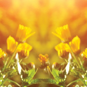 Żółte kwiaty - osłona balkonowa, tarasowa